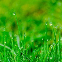 雨后的草丛唯美头像，绿油油的小草上挂满了晶莹的水珠