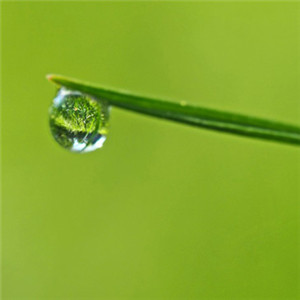 绿色森系小清新头像 唯美绿色草叶上的露水图片