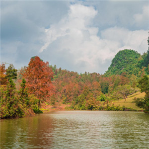 微信风景头像 德保红枫森林公园风景图片