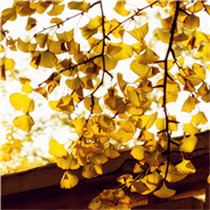 金色银杏叶头像 秋天来了金色微信主题头像图片