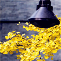 金色银杏叶头像 秋天来了金色微信主题头像图片