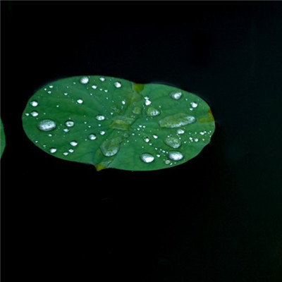 小清新唯美头像 雨后池塘中的荷叶图片