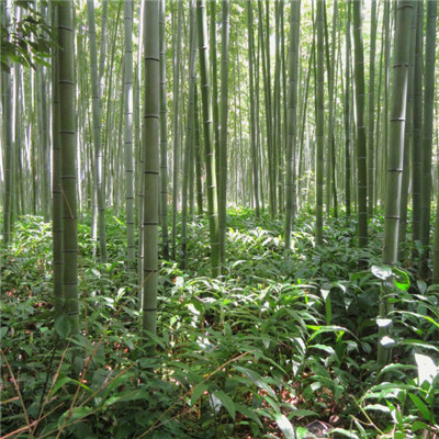 竹林微信头像 好看意境翠绿的竹林图片