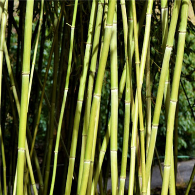 竹林微信头像 好看意境翠绿的竹林图片