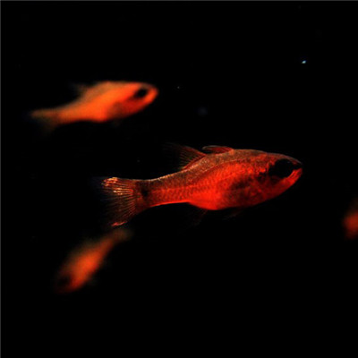 水里的金鱼图片 微信金鱼头像图片大全