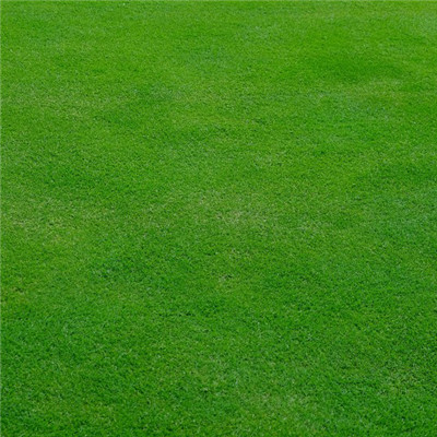 能带来好运的微信头像，平坦的绿色草坪图片