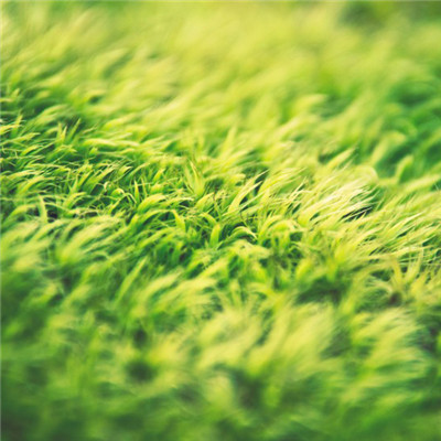 能带来好运的微信头像，平坦的绿色草坪图片