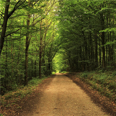 幽静的林间小路图片，带来好心情的微信头像