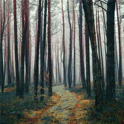 幽静的林间小路图片，带来好心情的微信头像