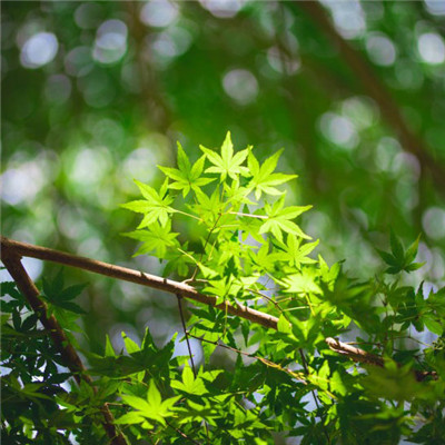 绿色枫叶头像，好看一片片绿色的枫叶图片