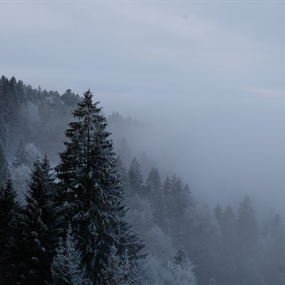 唯美意境微信风景头像 雾气弥漫的森林图片