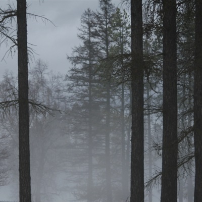 唯美意境微信风景头像 雾气弥漫的森林图片