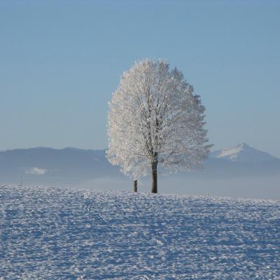 漂亮的微信头像，一棵雪树白色衣裳的树可是非常的美