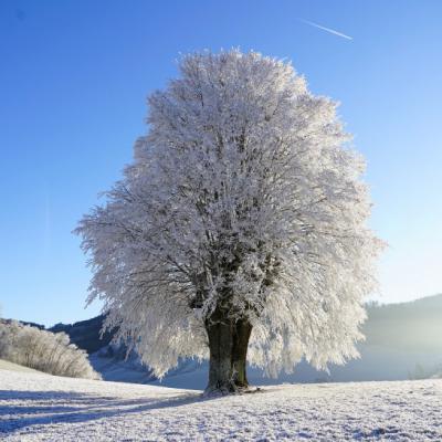 漂亮的微信头像，一棵雪树白色衣裳的树可是非常的美