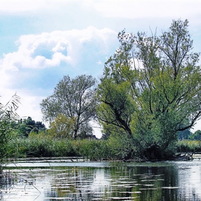 风景图片头像，树木在水中的倒影风景图片