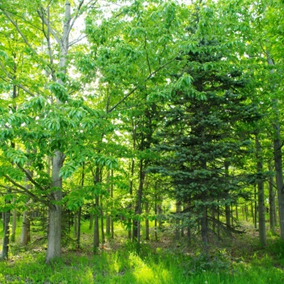 郁郁葱葱的绿色树林风景微信头像图片