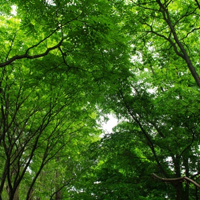 郁郁葱葱的绿色树林风景微信头像图片