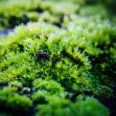 绿色唯美微信头像 绿色的青苔植物也是一道好风景