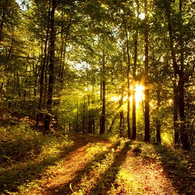 个性高清风景头像 阳光下的森林景色图片