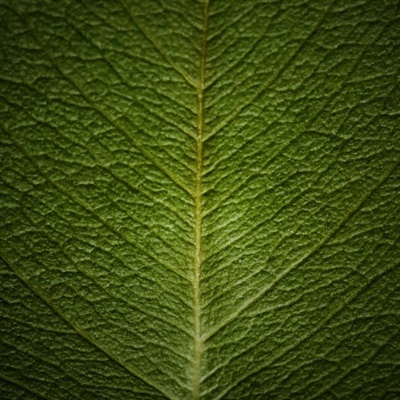 可爱漂亮绿色微信头像 鲜嫩绿色的树叶图片