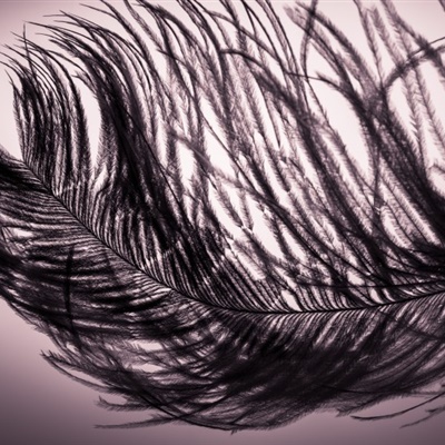 羽毛微信头像 各种颜色轻盈唯美的羽毛头像图片