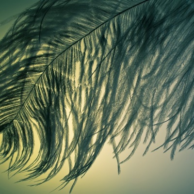 羽毛微信头像 各种颜色轻盈唯美的羽毛头像图片