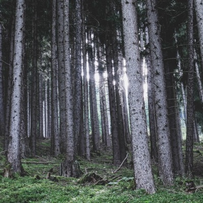 森系风景头像 幽静唯美树林高清图片