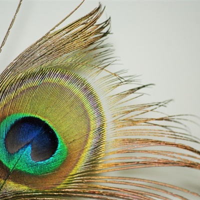 好看微信头像 光鲜的孔雀羽毛图片