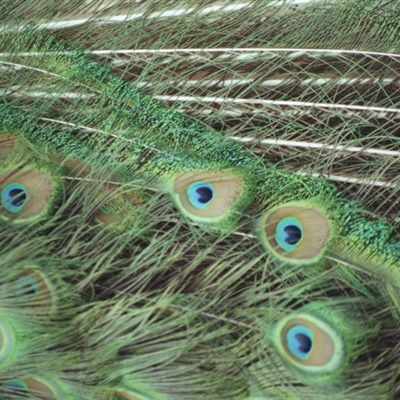好看微信头像 光鲜的孔雀羽毛图片
