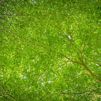 绿树头像 阳光下枝繁叶茂的大树图片