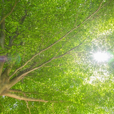 绿树头像 阳光下枝繁叶茂的大树图片
