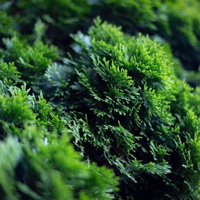 绿色微信头像 高清唯美绿色的苔藓图片