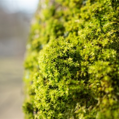 绿色微信头像 高清唯美绿色的苔藓图片