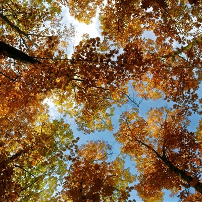 微信头像树林，感受美丽的树林风景高清图片
