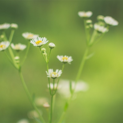 小清新绿色微信头像，漂亮的花草草护眼高清图片