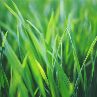 小清新绿色微信头像，漂亮的花草草护眼高清图片
