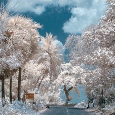 唯美微信头像，树林雪后风景图片