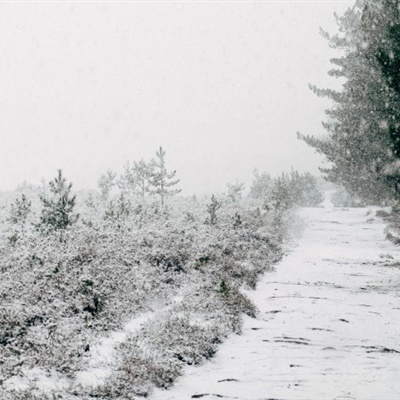 唯美微信头像，树林雪后风景图片