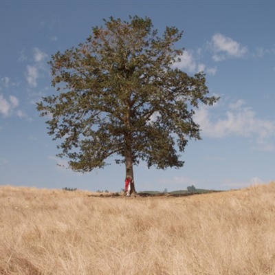 一棵孤独生长的树微信头像，蓝天下独具一格的风景