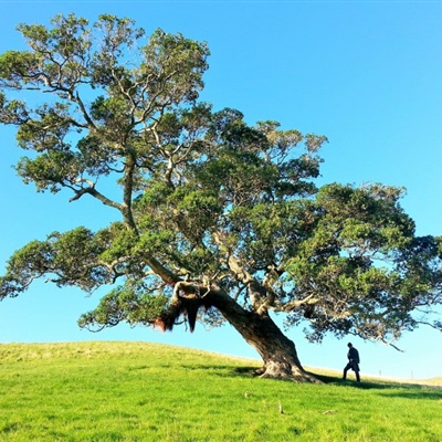 一棵孤独生长的树微信头像，蓝天下独具一格的风景
