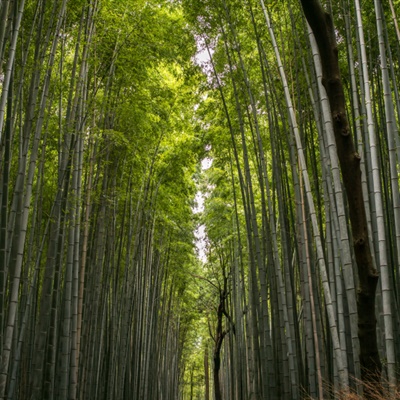竹林风景头像 苍劲翠绿挺拔的竹林图片
