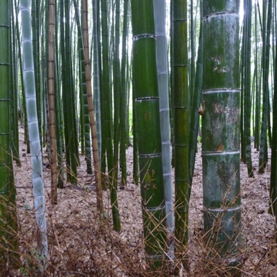 竹林风景头像 苍劲翠绿挺拔的竹林图片