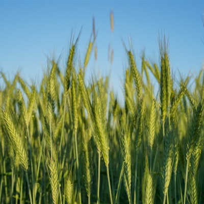 唯美麦子微信头像 绿油油的小麦图片