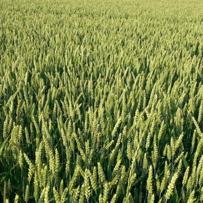 唯美麦子微信头像 绿油油的小麦图片