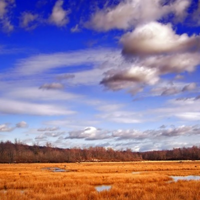 静谧平静的沼泽自然风景微信头像图片