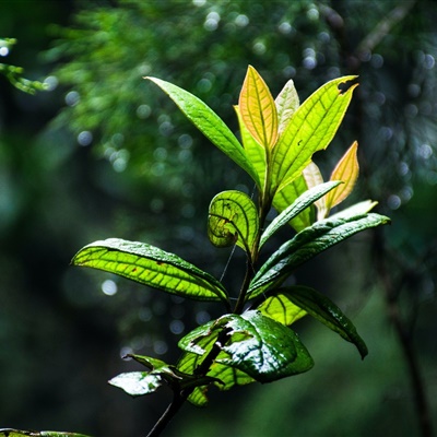 清新绿色头像 大自然里的清新绿色植物图片