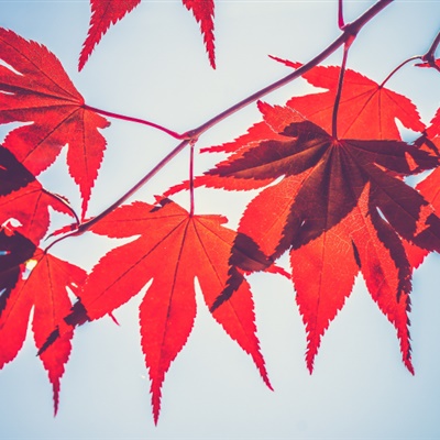 枫叶头像，秋天唯美的红色枫叶非常漂亮的