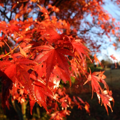 枫叶头像，秋天唯美的红色枫叶非常漂亮的