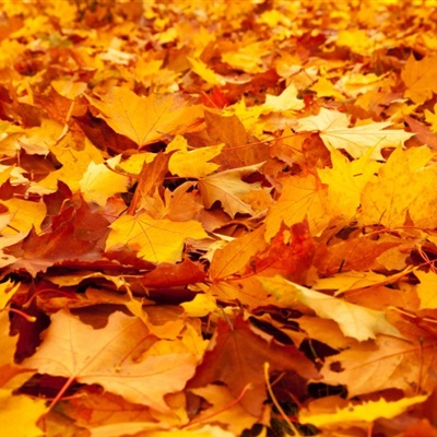 唯美树叶头像 秋季金黄的树叶图片