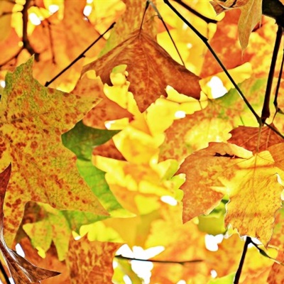 唯美树叶头像 秋季金黄的树叶图片